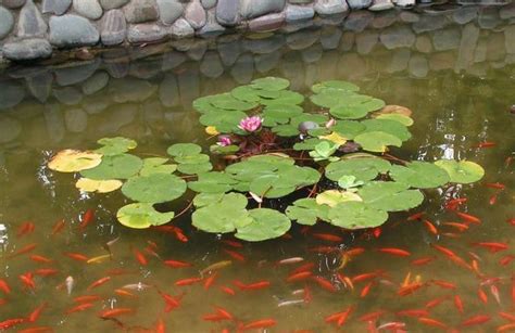 魚池植物|鱼池上面适合种什么植物 鱼池适合养的植物推荐